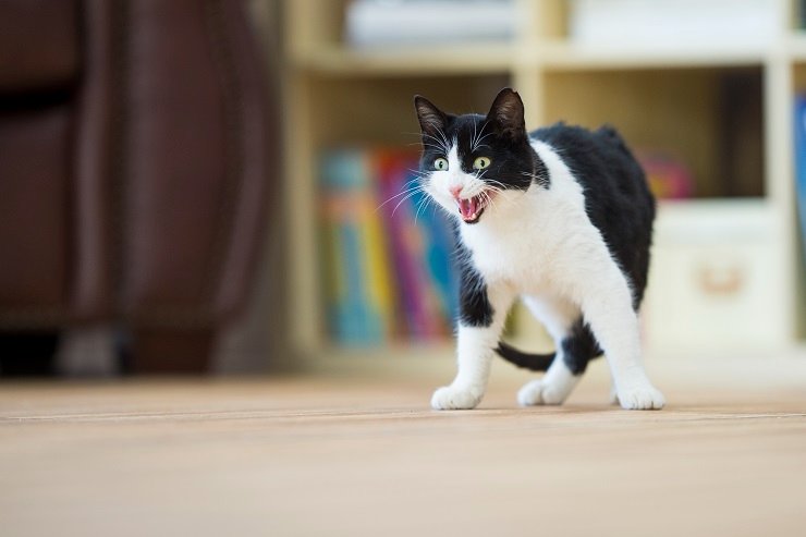 怒る猫