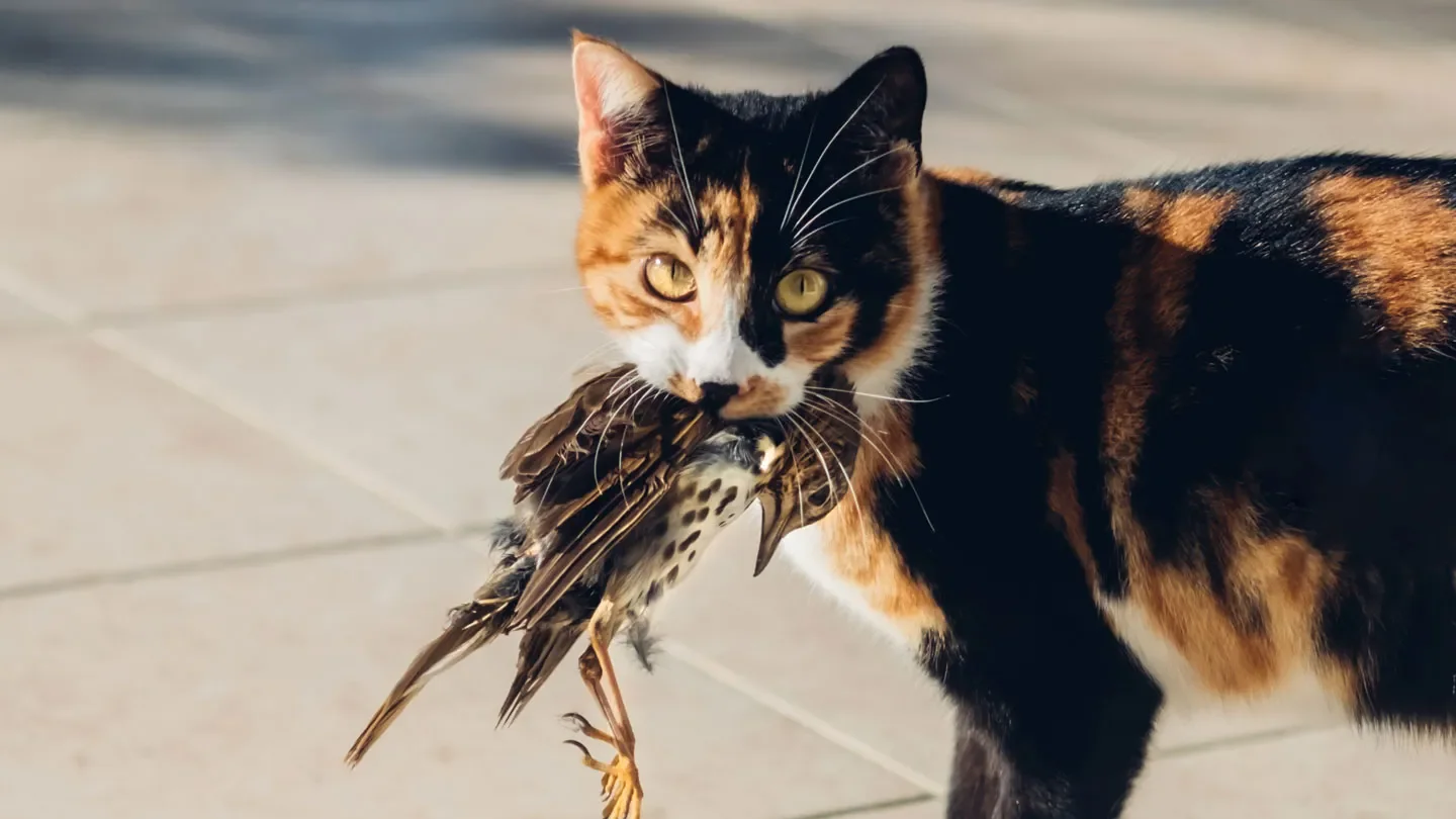 鳥を狙う猫