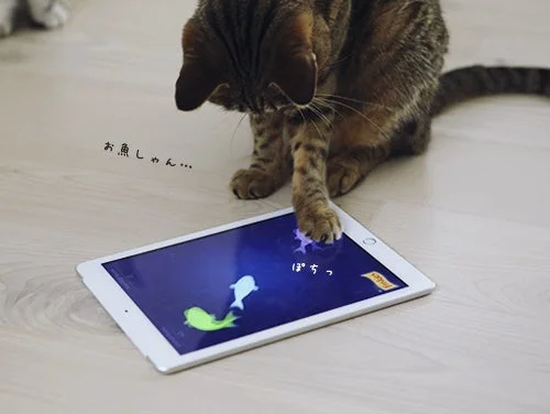 猫がタブレットで遊ぶ