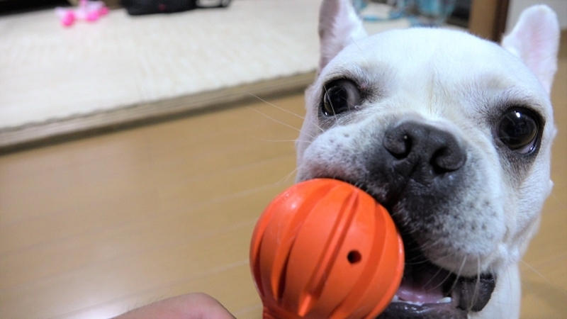 犬 ボール