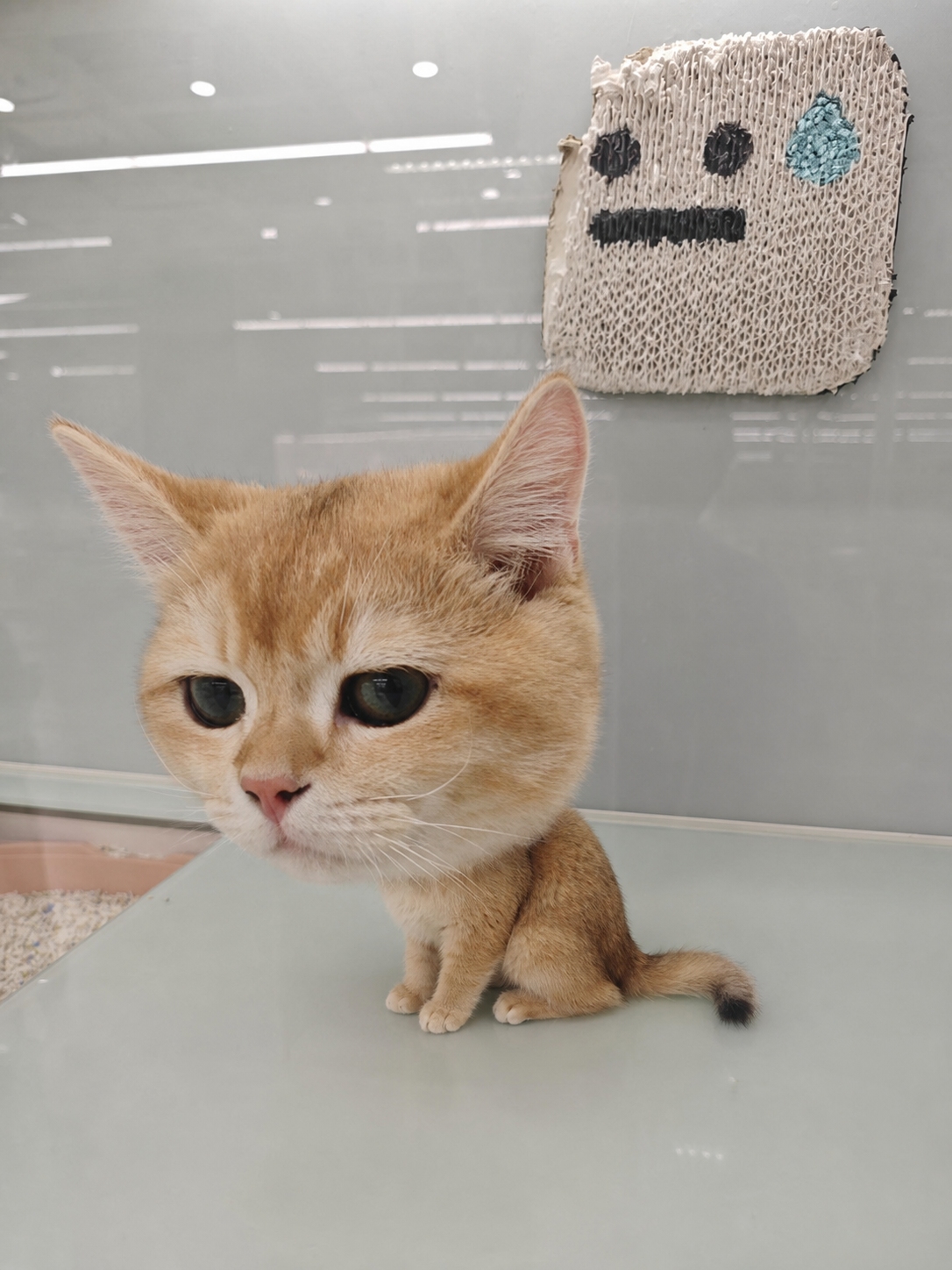 猫大きな頭 小さな体