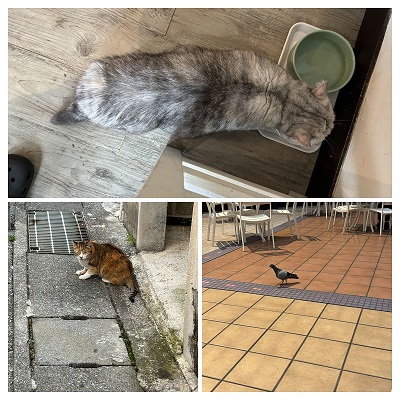 Googleフォトで作成されたコラージュ写真