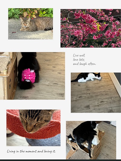 Photo Directorで作成されたコラージュ写真