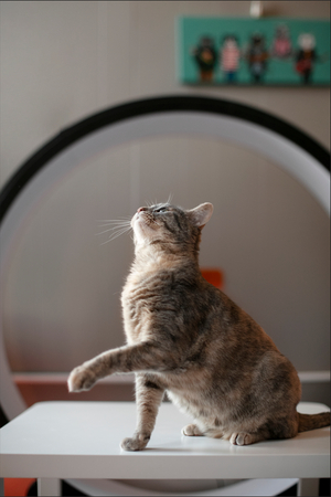 猫コンテスト