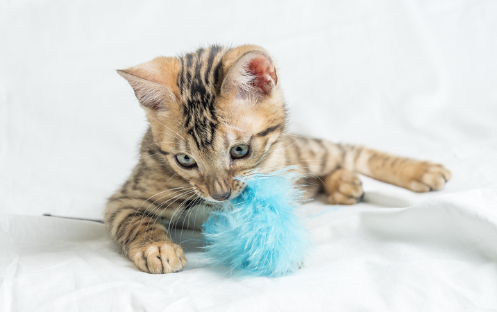 猫コンテスト