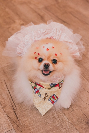 犬コンテスト