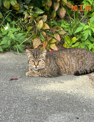 Canvaでイラスト風に加工する前