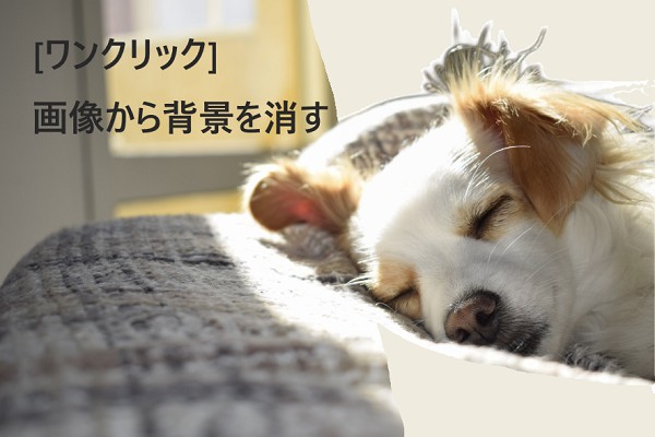 無料な方法まとめ!】写真の背景を消すには