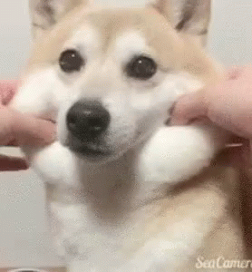 gif 作成
